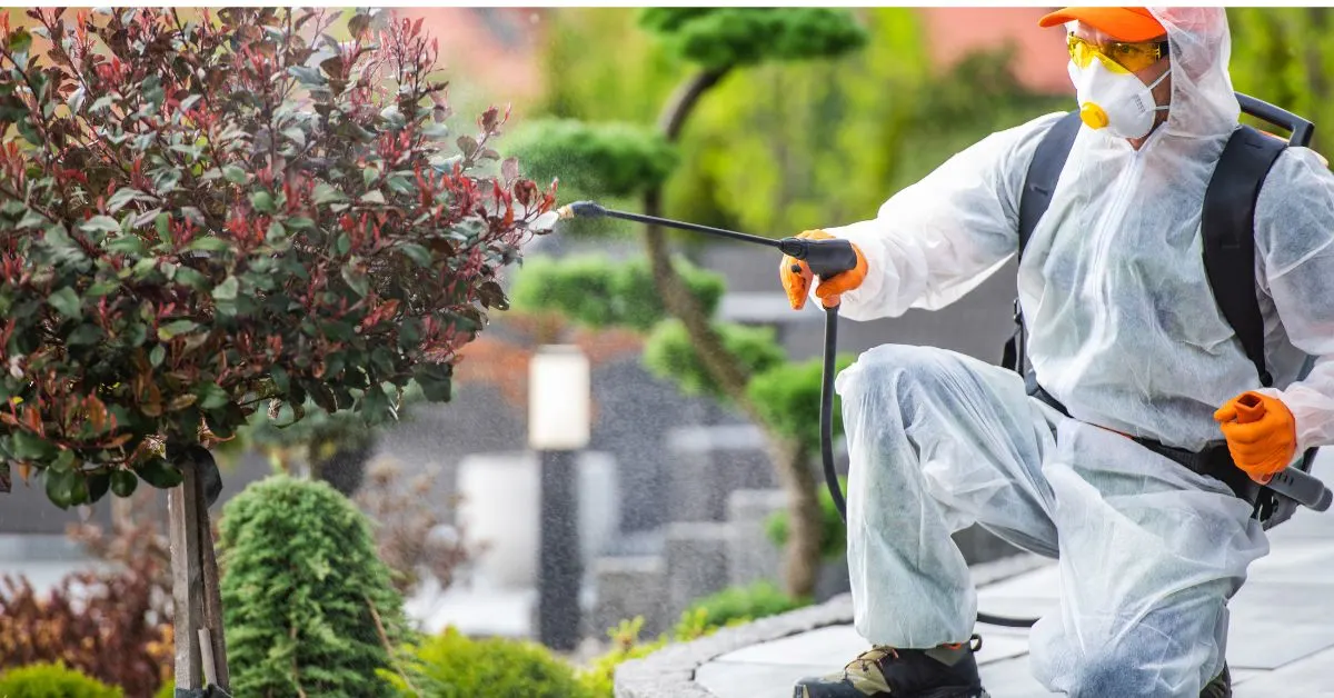 ఎకో-ఫ్రెండ్లీ పద్ధతిలో terrace vegetables పై కీటక నియంత్రణ