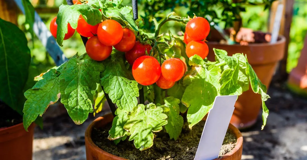 టెర్రస్లో పచ్చిక terrace vegetables పెంచడం కోసం కూరగాయల చూపు