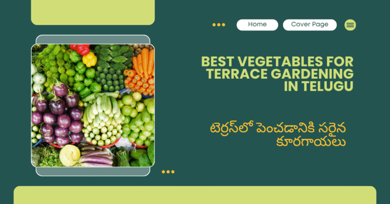 Best vegetables for terrace gardening in Telugu – టెర్రస్‌లో పెంచడానికి సరైన కూరగాయలు, కంటైనర్లలో టమోటా మిర్చి దోసకాయ బీన్స్ మెంతికూరతో హెల్థీ టెర్రస్ గార్డెన్