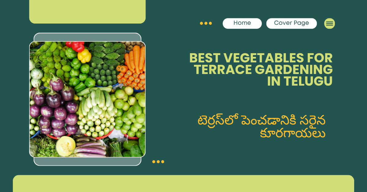 Best vegetables for terrace gardening in Telugu – టెర్రస్‌లో పెంచడానికి సరైన కూరగాయలు, కంటైనర్లలో టమోటా మిర్చి దోసకాయ బీన్స్ మెంతికూరతో హెల్థీ టెర్రస్ గార్డెన్