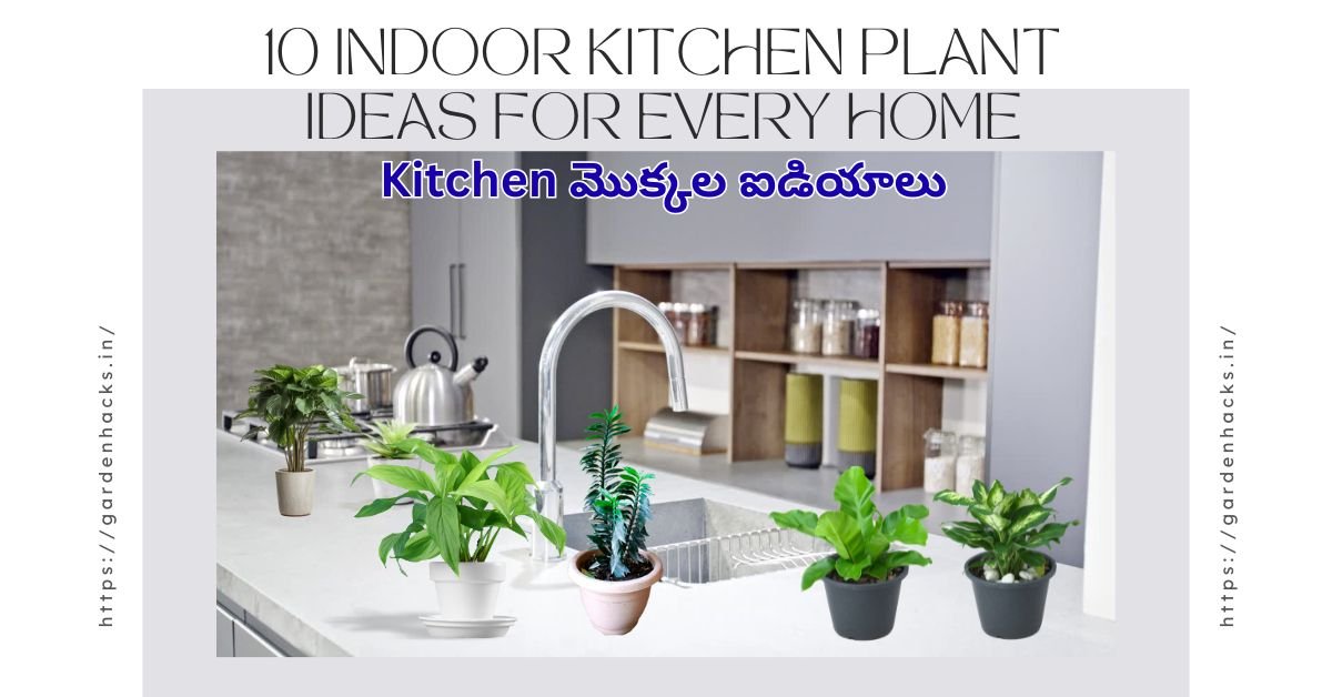 Featured image of 10 Indoor Kitchen Kitchen Plant ideas
