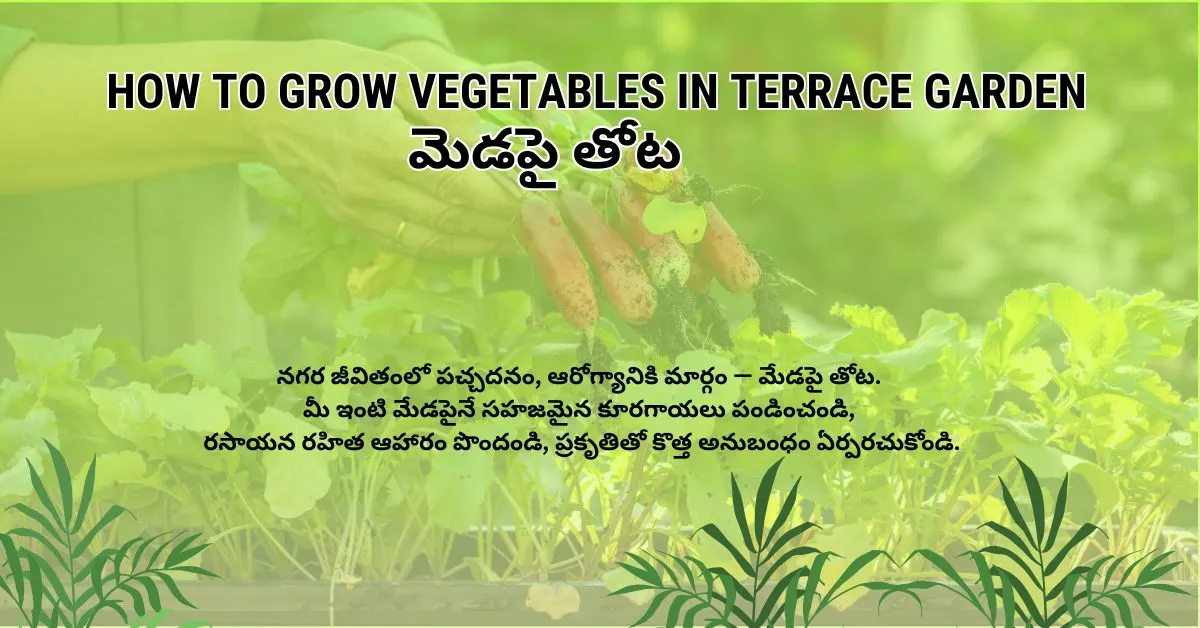 మెడపై తోటలో terrace vegetables పెంచడం