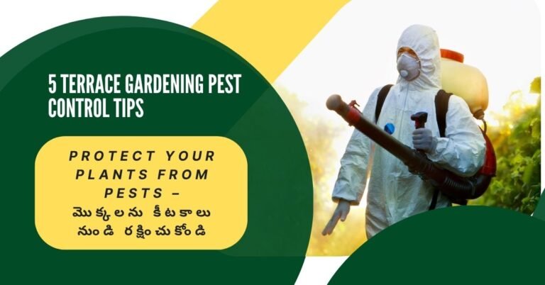 టెర్రస్ గార్డెన్‌లో టమోటా, మిరప మొక్కలతో పాటు కీటక నియంత్రణ స్ప్రే, స్టికి ట్రాప్స్, మెరిజోల్డ్ కనిపించే ఫీచర్ ఇమేజ్﻿