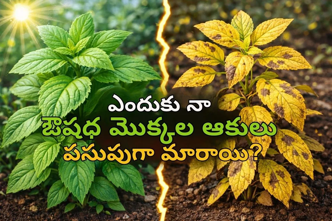 Why Are My Herbal Yellow Leaves