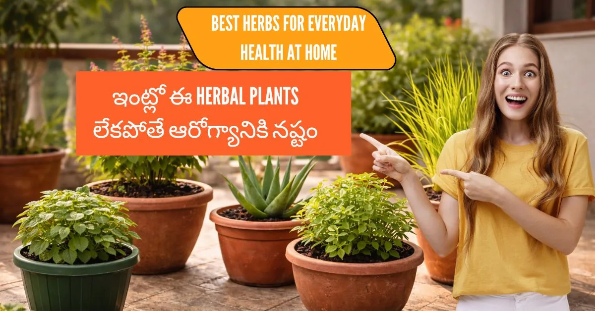 What are the best herbs to grow at home? ఇంట్లో ఈ Herbal plants లేకపోతే రోజువారీ ఆరోగ్య సమస్యలు పెరుగుతాయా?