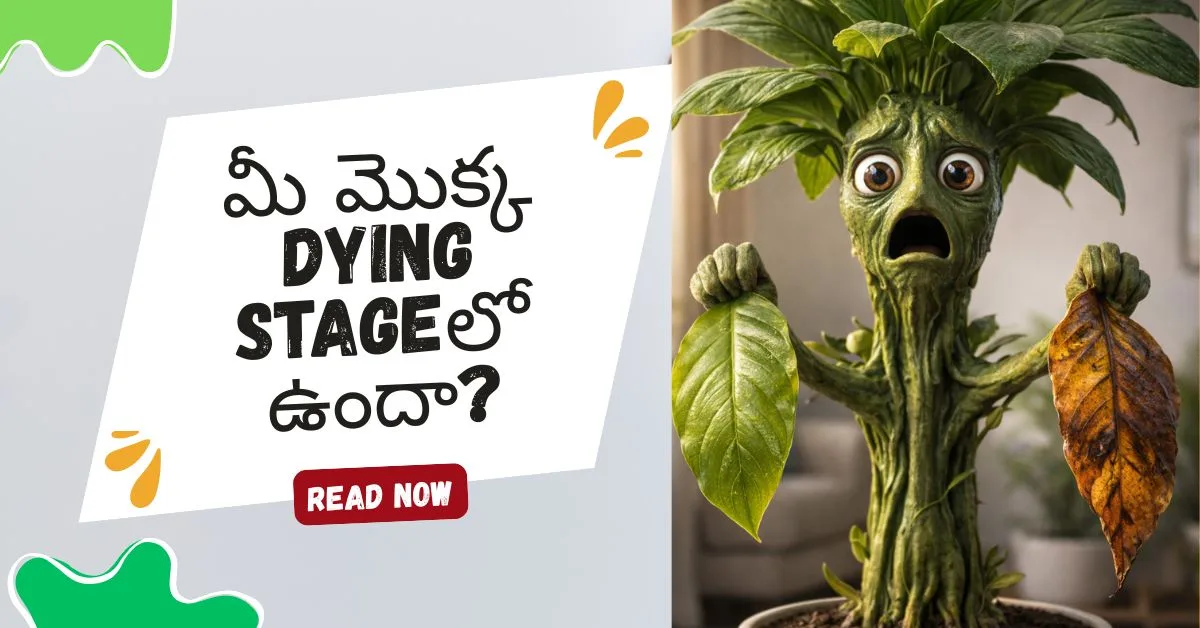 Dying Plant step-by-step emergency fix – Hyderabad flats indoor plant recovery