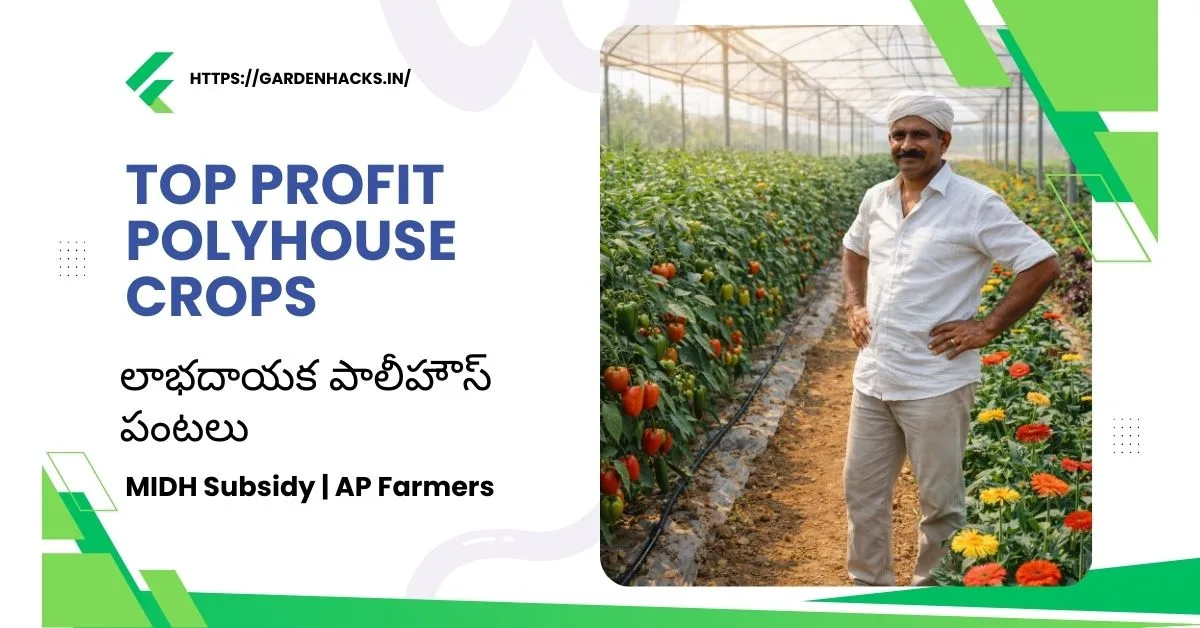 Which are the top profit making polyhouse crops? – MIDH subsidy AP farmers