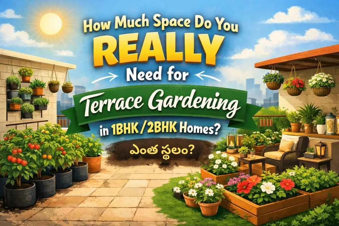 Terrace Gardening Space setup idea for small 1BHK and 2BHK home terrace