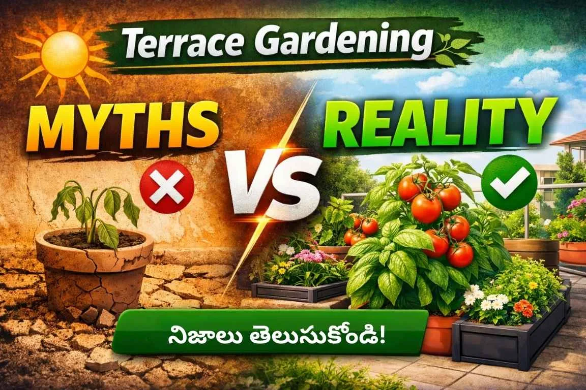 Telangana Climateలో Terrace Gardening Work అవుతుందా? Myths vs Reality Explained