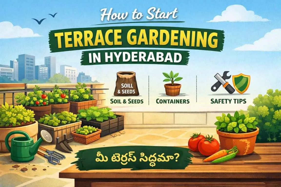 Terrace Gardening Hyderabad with pots, grow bags, and fresh vegetables on a rooftop.