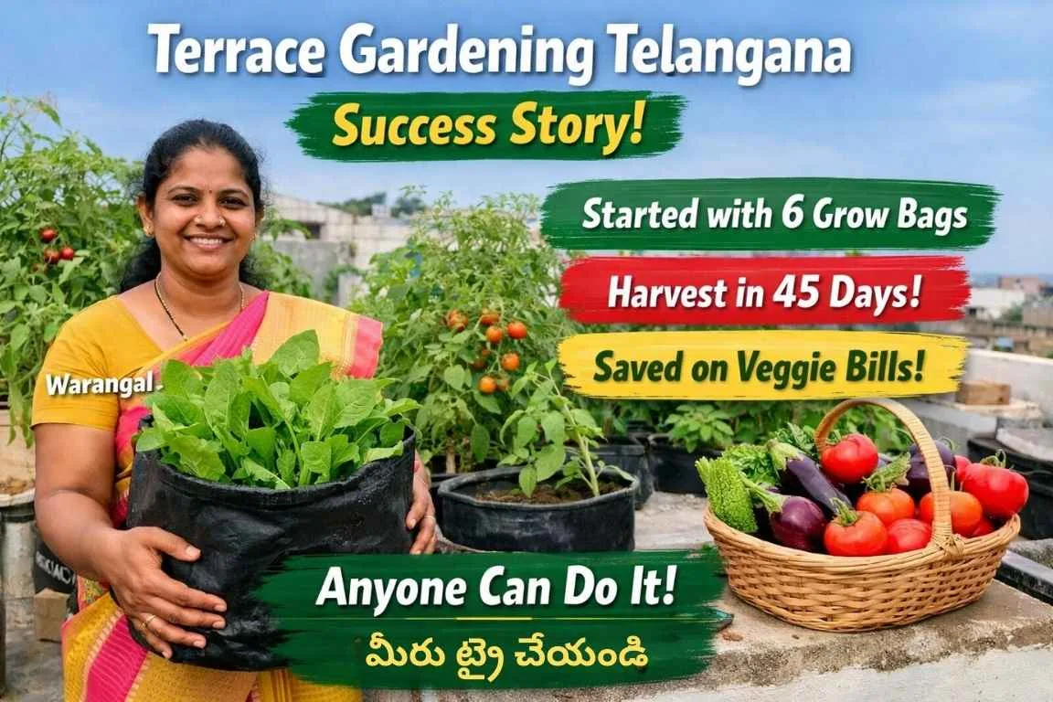 Woman harvesting spinach from grow bags on a rooftop garden showing Terrace Gardening Telangana success